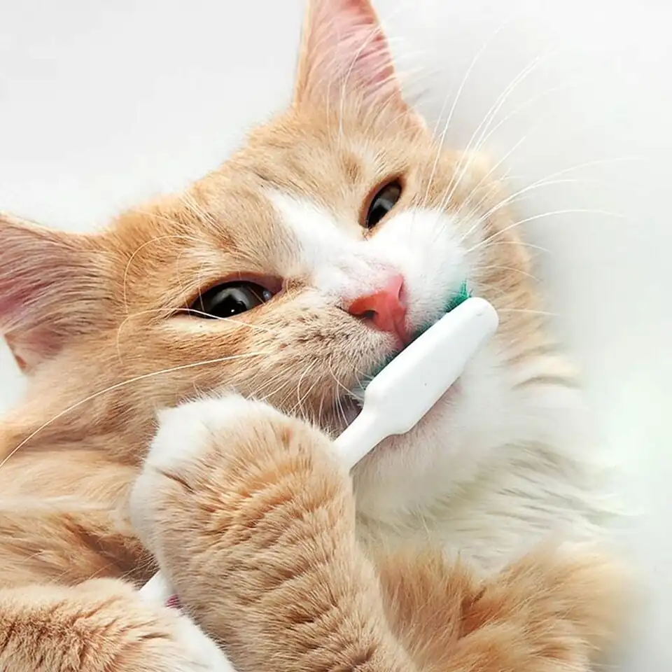 gato lavando sus dientes