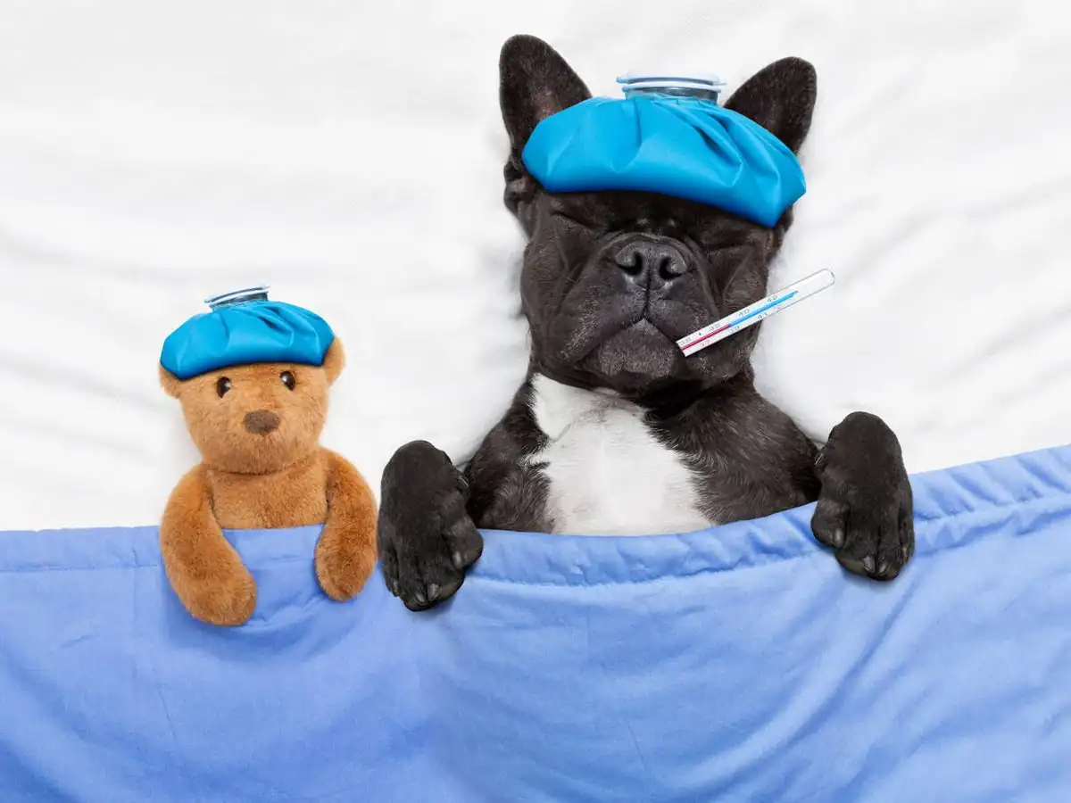 perrito acostado con fiebre y termómetro junto a su peluche